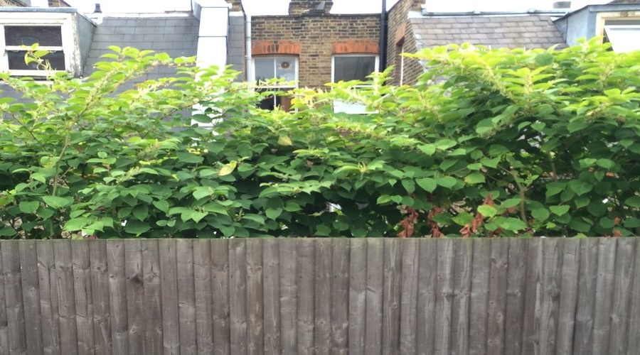 How To Identify Japanese Knotweed PROPERTY SECRETS